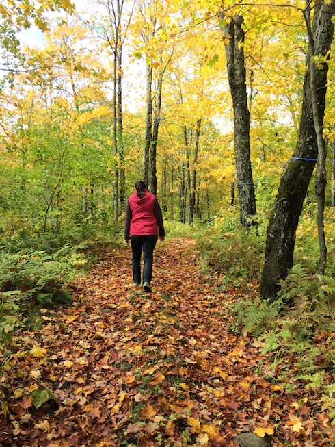 Les sentiers l'automne