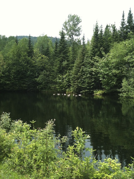 Le lac avec des bernaches
