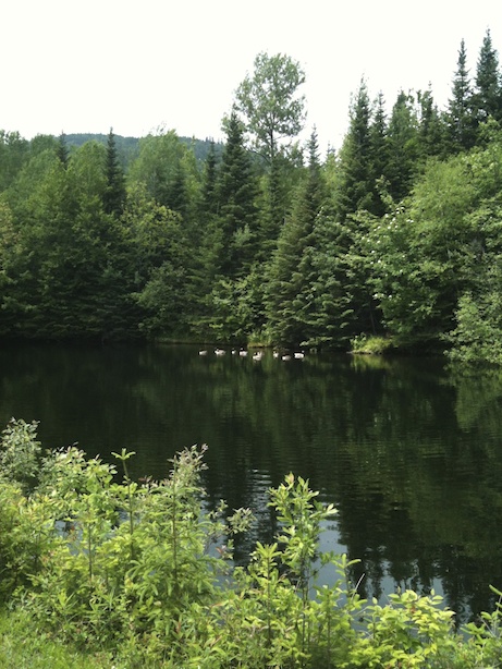 The lake with geese